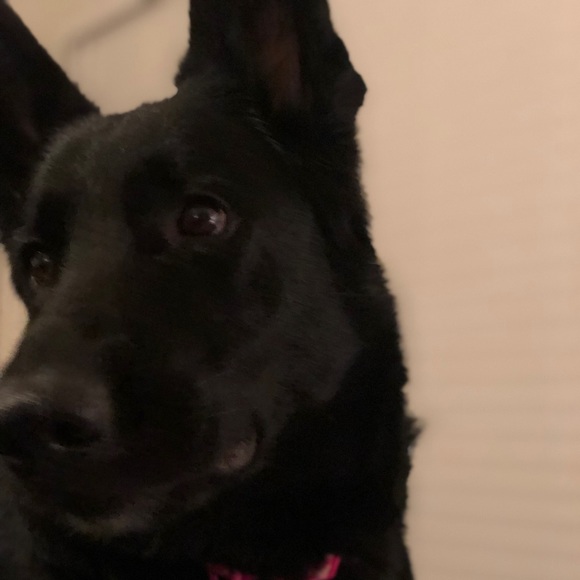 Meet your Posher, Amanda - Picture 1 of 1